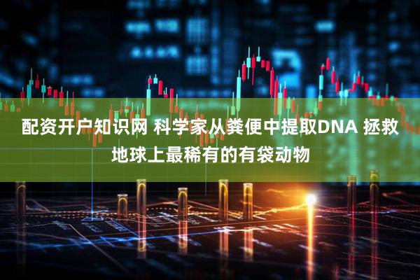 配资开户知识网 科学家从粪便中提取DNA 拯救地球上最稀有的有袋动物